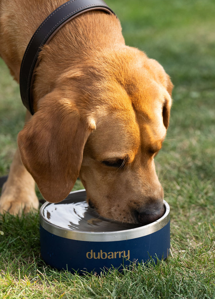 Archie Dog bowl